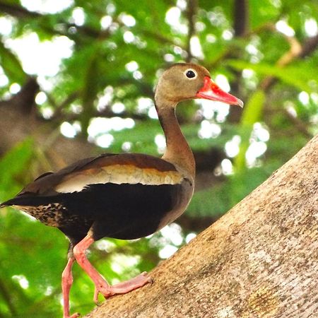 Pousada Fazenda Xaraes Todos os Santos Eksteriør billede