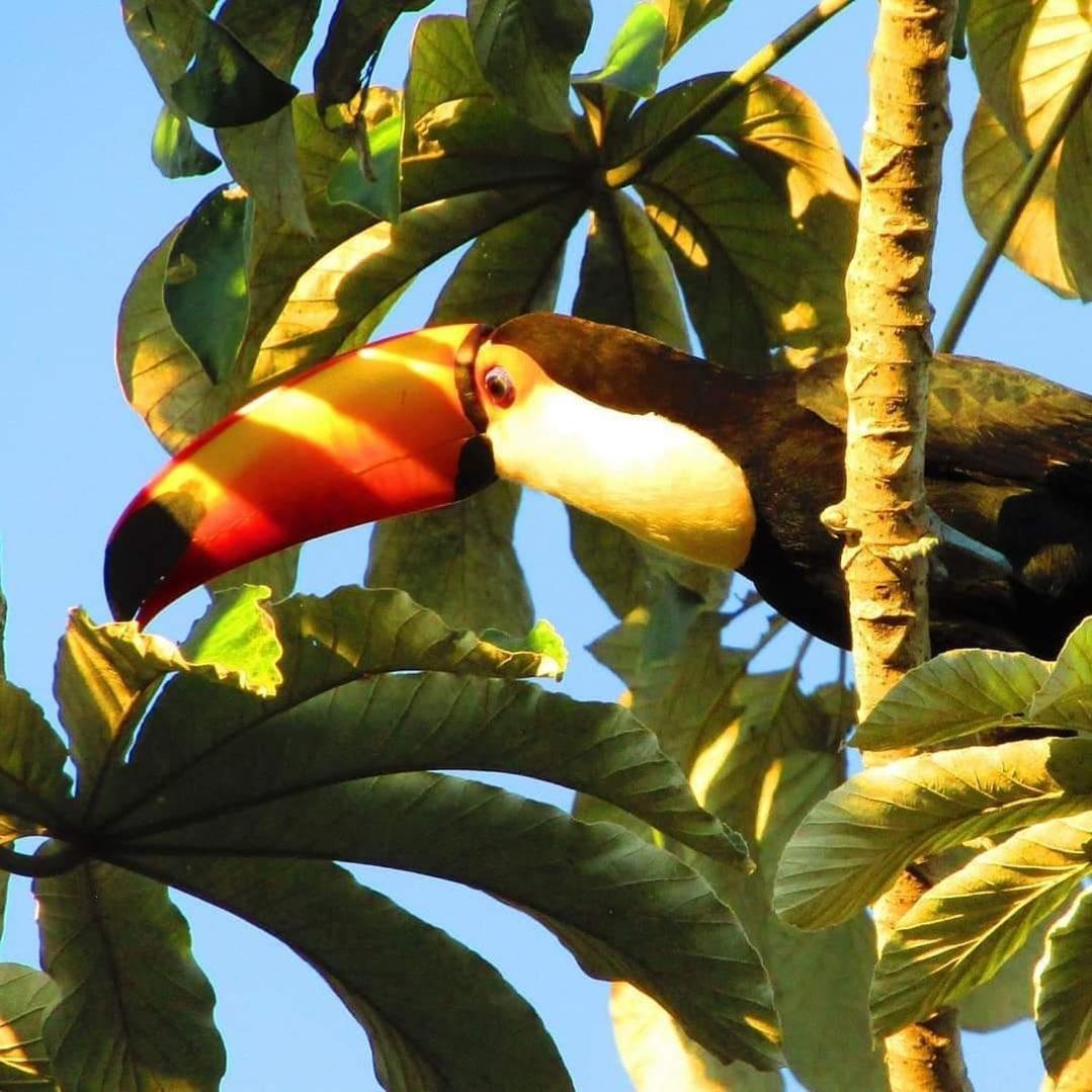 Pousada Fazenda Xaraes Todos os Santos Eksteriør billede